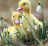 Sweet Little Ducklings